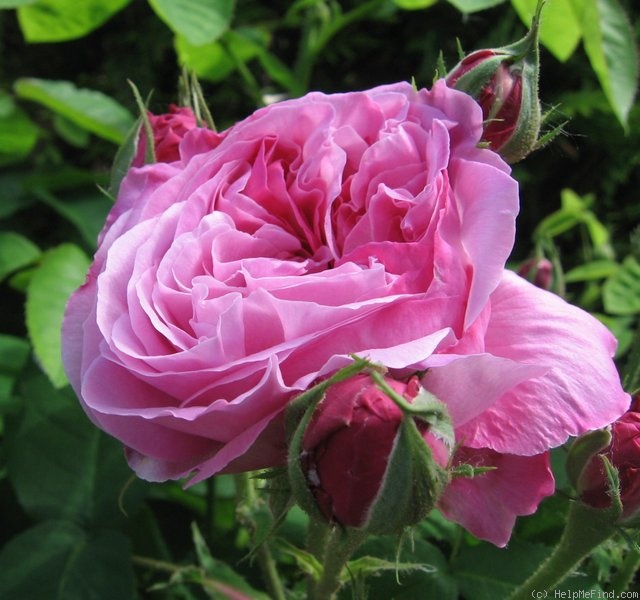 'Baronne Prévost (Hybrid Perpetual, Desprez, 1841)' rose photo