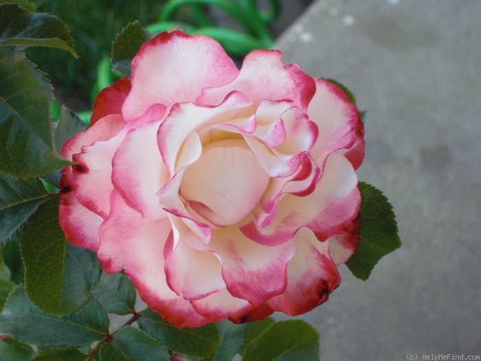 'Cherry Parfait ™' rose photo