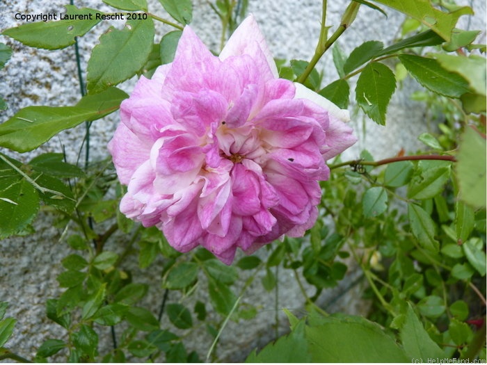 'Henri Barruet' rose photo