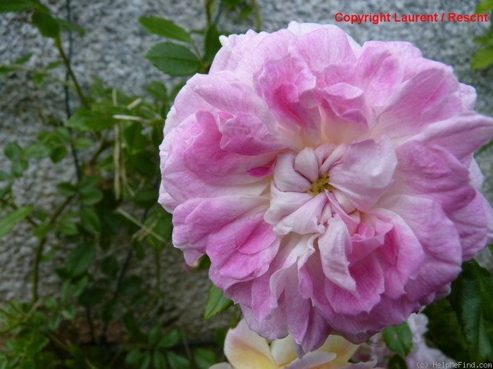 'Henri Barruet' rose photo