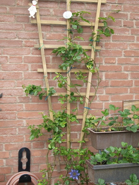 'Jasmina ™ (LCl, Kordes, 1996)' rose photo