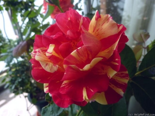 'Maurice Utrillo ™' rose photo