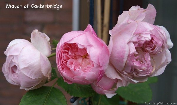 'Mayor of Casterbridge' rose photo