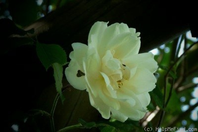 'Albéric Barbier (Rambler, Barbier, 1900)' rose photo