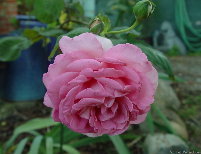 'Pink Lustre' rose photo