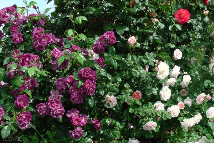 'Rhapsody in Blue ™' rose photo
