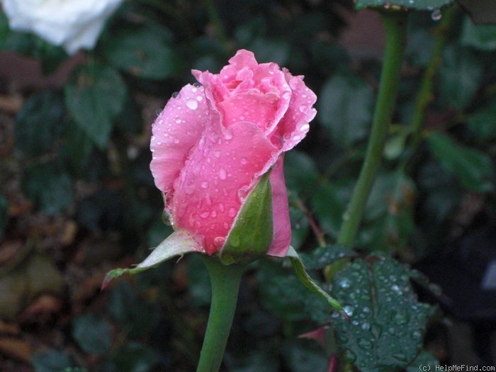 'Bewitched (hybrid tea, Lammerts, 1967)' rose photo