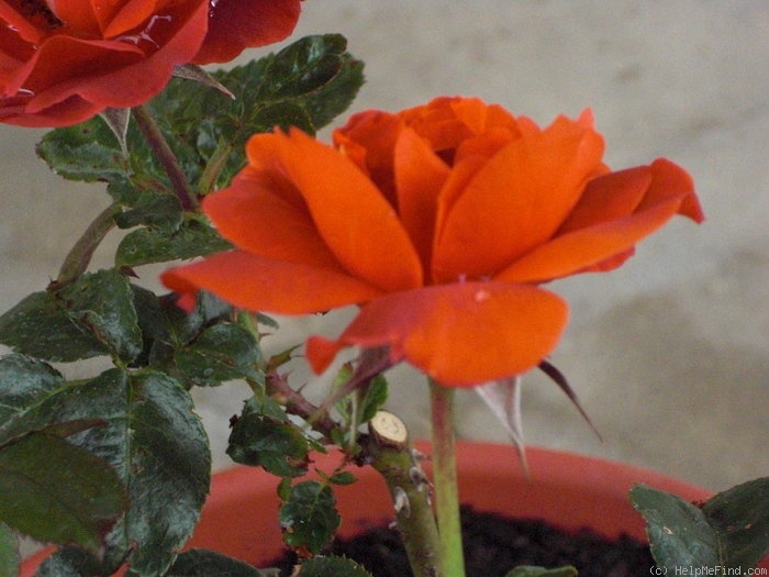 'Hot Cocoa ™ (Floribunda, Carruth 2001)' rose photo