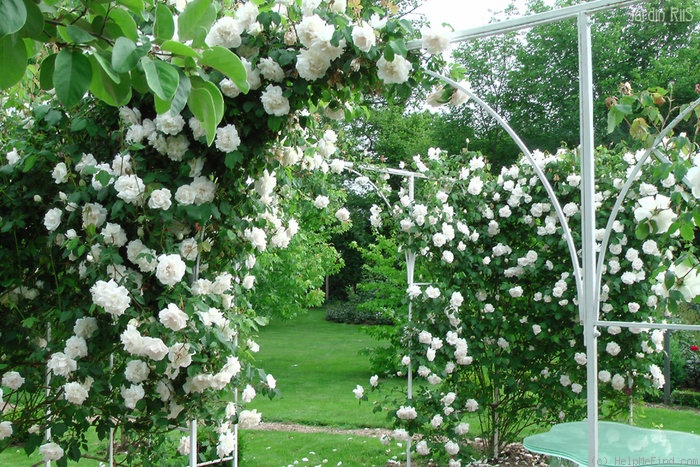 'Madame Alfred Carrière (noisette, Schwartz 1875)' rose photo