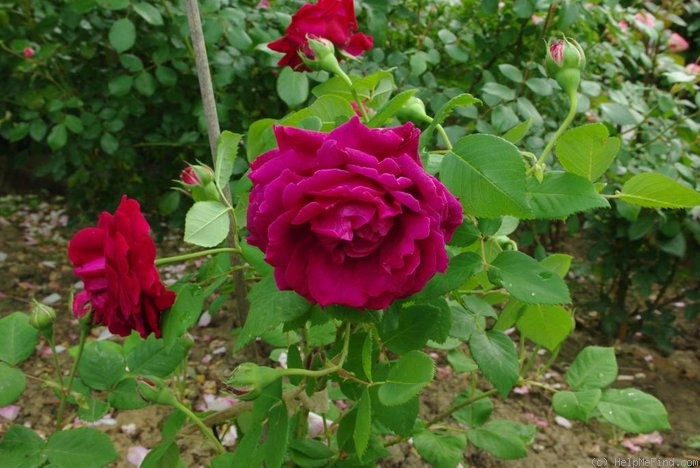 'Alfred Colomb (Hybrid Perpetual, Lacharme, 1865)' rose photo