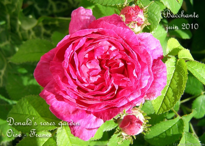 'Bacchante' rose photo