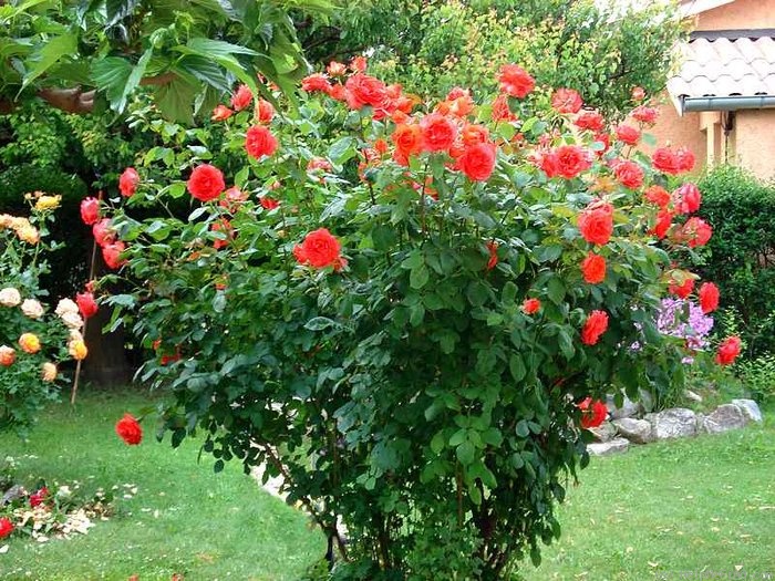 'Satellite ® (hybrid tea, Delbard, 1982)' rose photo