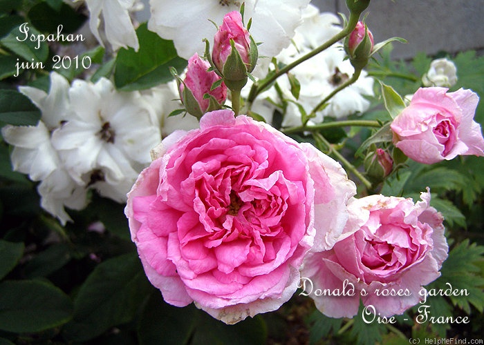 'Ispahan (damask, Unknown, before 1827)' rose photo