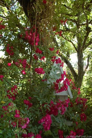 'Alberich, Cl.' rose photo