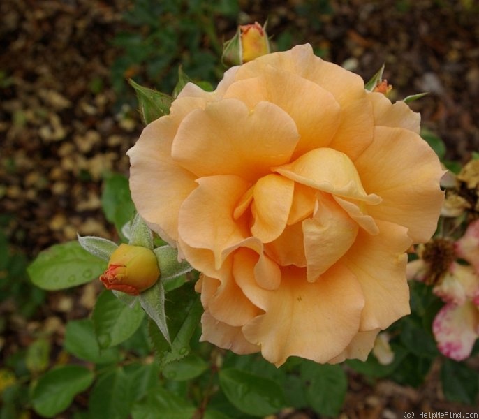 'Lauterrose' rose photo