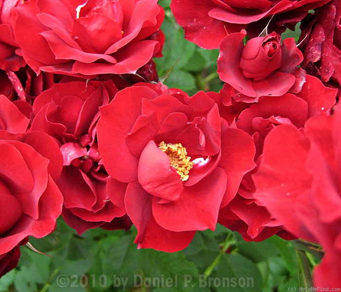 'Hope for Humanity' rose photo