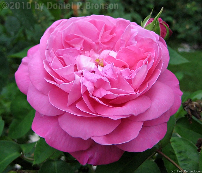 'Baronne Prévost (Hybrid Perpetual, Desprez, 1841)' rose photo