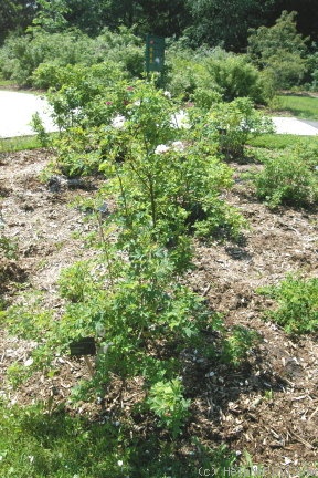 'Gay Centennial' rose photo