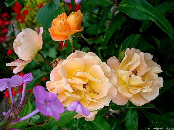 'Calizia ®' rose photo