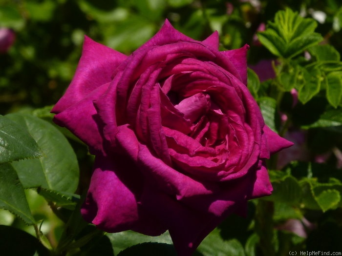 'Big Purple' rose photo