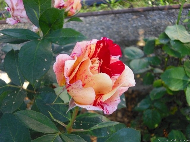 'Maurice Utrillo ™' rose photo