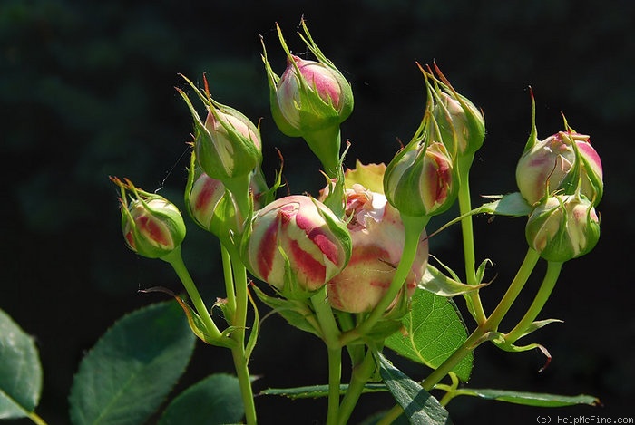 'First Lady® (florists' rose, Tantau, 2005)' rose photo