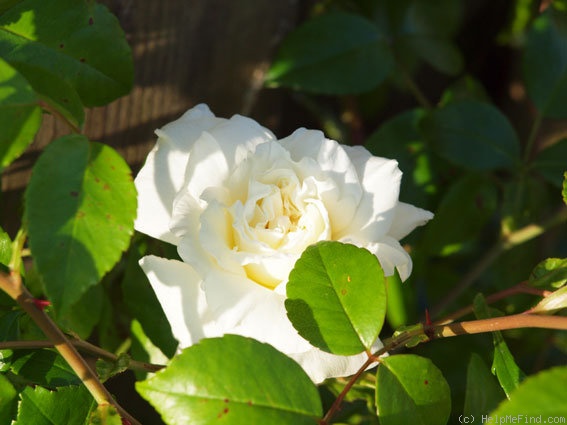 'Fräulein Octavia Hesse' rose photo