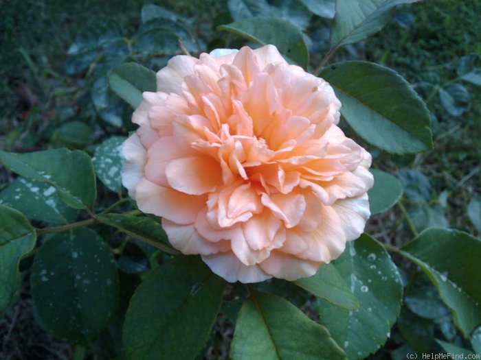 'Buff Beauty (Hybrid Musk, Bentall, 1939)' rose photo