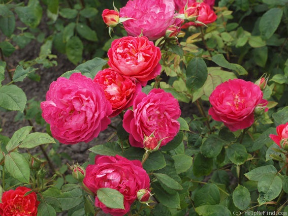'Benjamin Britten' rose photo
