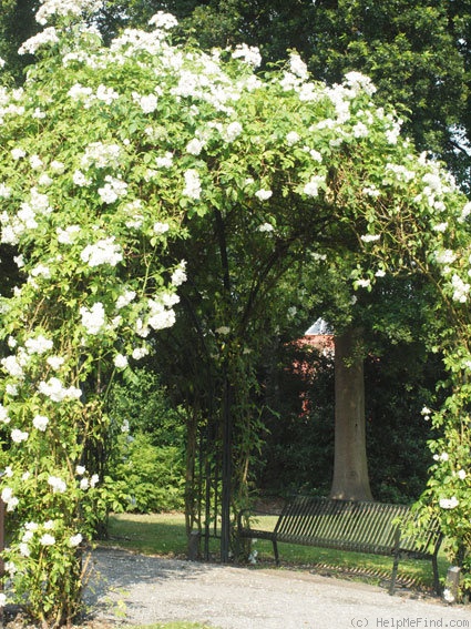 'Bobby James' rose photo
