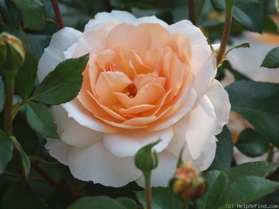 'Schloss Eutin ® Fairy Tale' rose photo