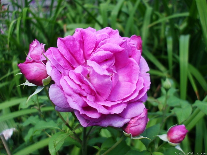 'Young Lycidas' rose photo