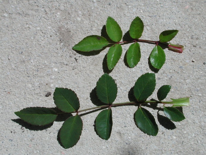 '0-47-19DLFED' rose photo