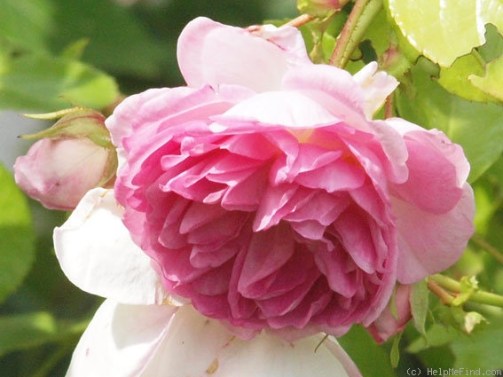 'Jasmina ™ (LCl, Kordes, 1996)' rose photo