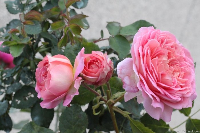 'Jubilee Celebration (shrub, Austin 2002)' rose photo