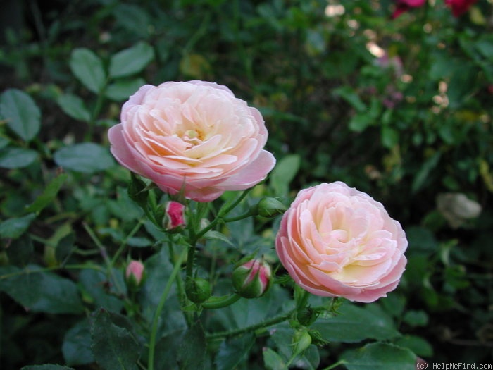 'Bouquet Parfait ® (Hybrid Musk, Lens, 1989)' rose photo