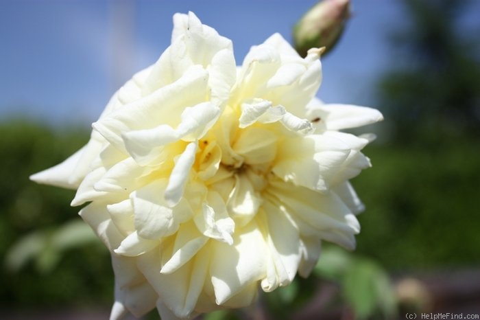 'Le Pactole (Tea, Miellez, 1834)' rose photo
