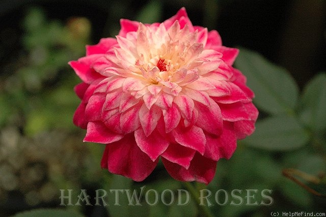 'Pink Poodle (Miniature, Moore, 1991)' rose photo