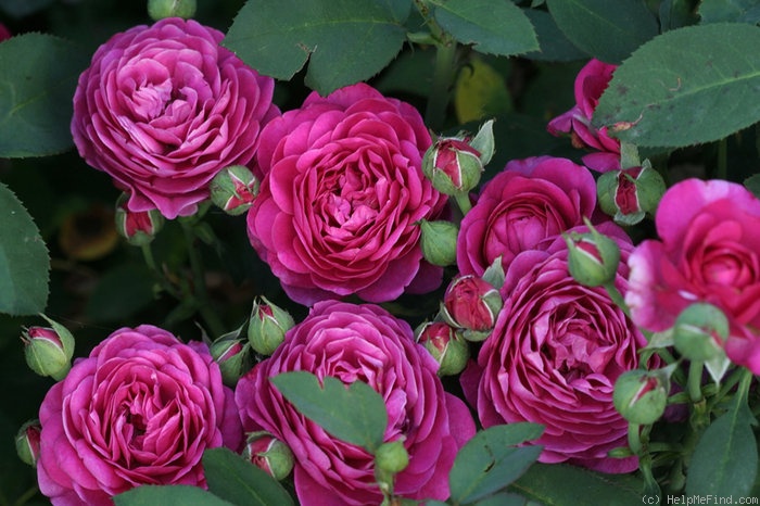 'Heidi Klum Rose ®' rose photo