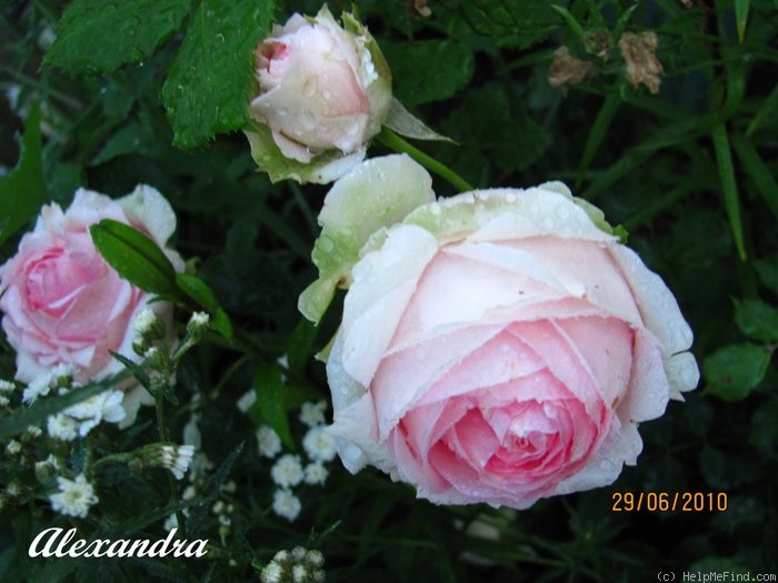 'First Lady® (florists' rose, Tantau, 2005)' rose photo