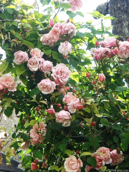 'Albertine (hybrid wichurana, Barbier 1921)' rose photo