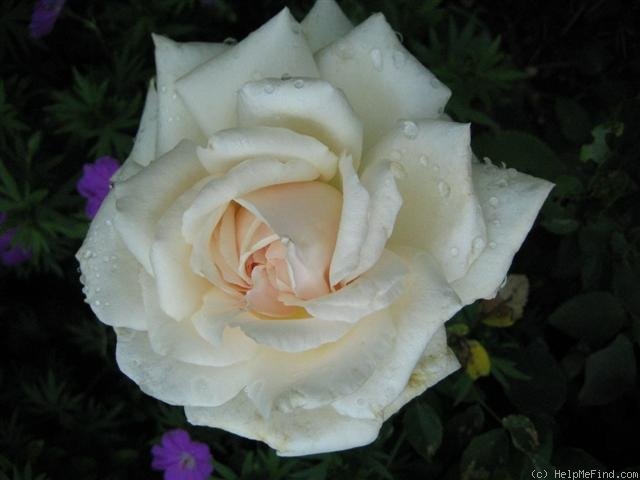 'Mrs. Campbell Hall' rose photo