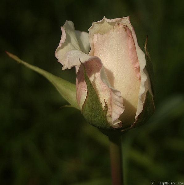'Madame Charles' rose photo