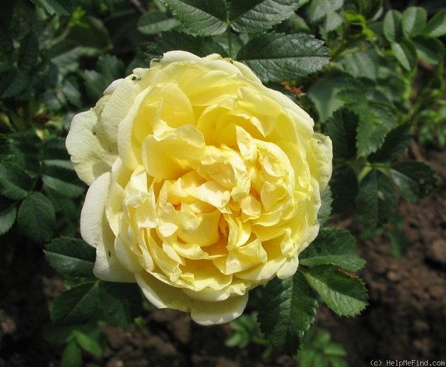 'Agnes (rugosa, Saunders 1902)' rose photo