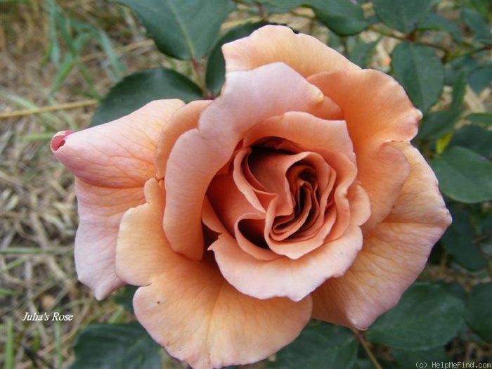 'Julia's Rose' rose photo