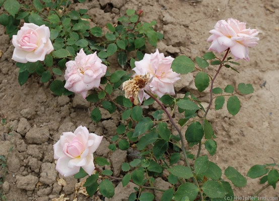 'La Favorite (hybrid tea, Vve. Schwartz, 1899)' rose photo