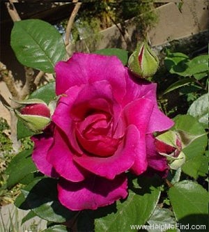 'Intrigue (floribunda, Warriner 1982)' rose photo