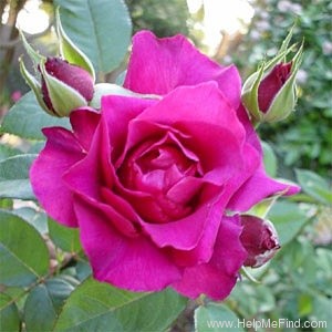 'Intrigue (floribunda, Warriner 1982)' rose photo