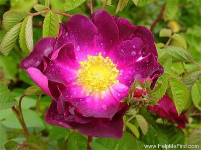 'La Belle Sultane' rose photo