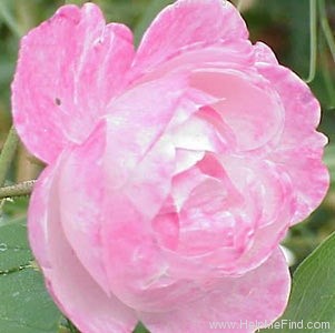 'Madame Pierre Oger (Bourbon, Oger, 1878)' rose photo